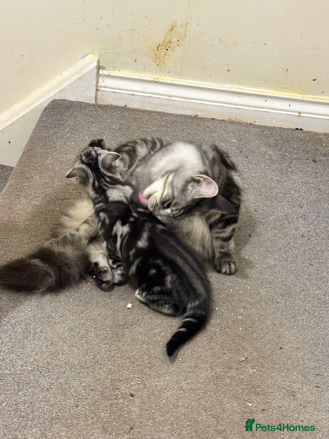 Maine Coon cats for sale: Beautiful, friendly playful Maine Coon cross kits - Advert 23