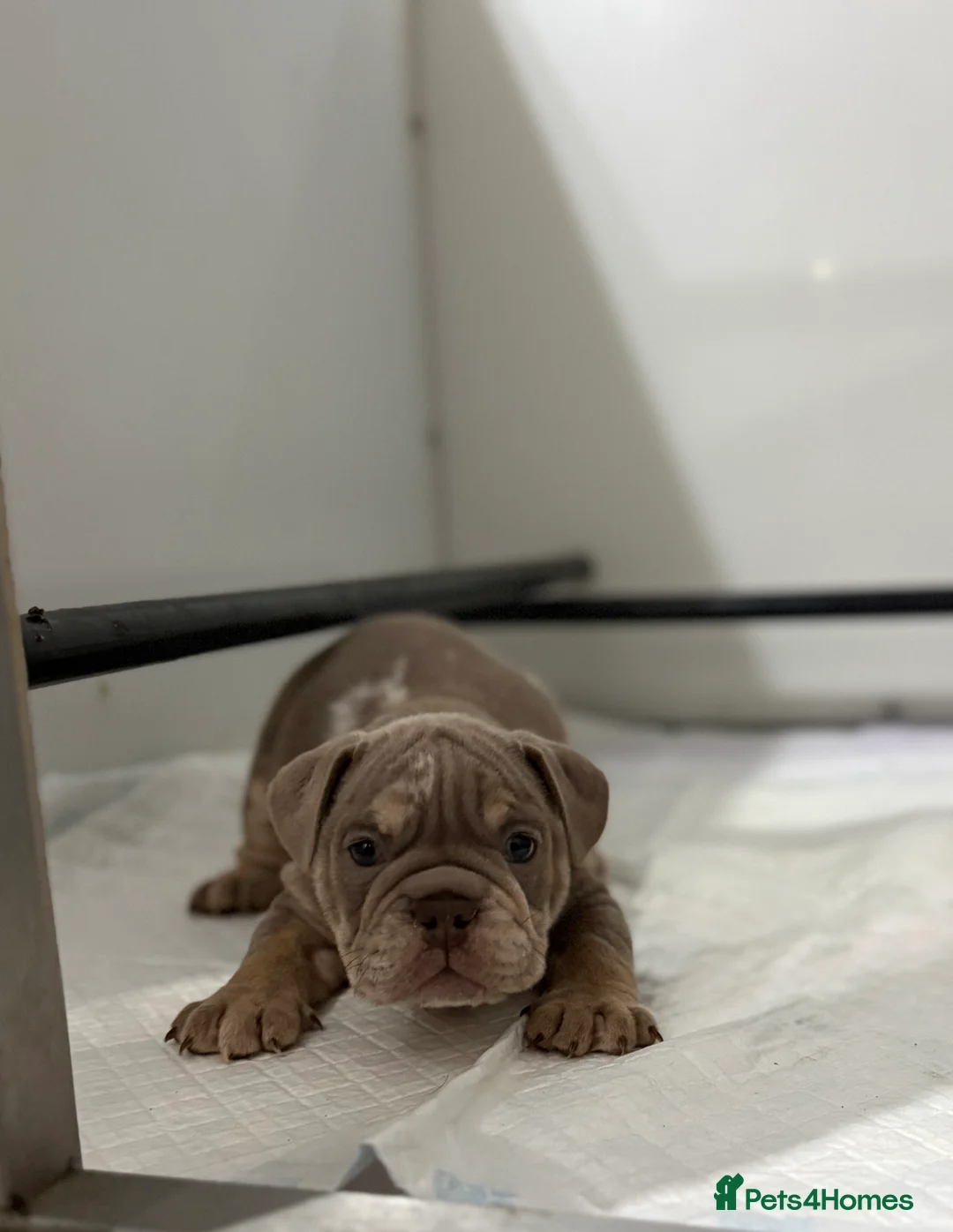 English Bulldog dogs for sale: KC Male English Bulldogs  - Advert 7