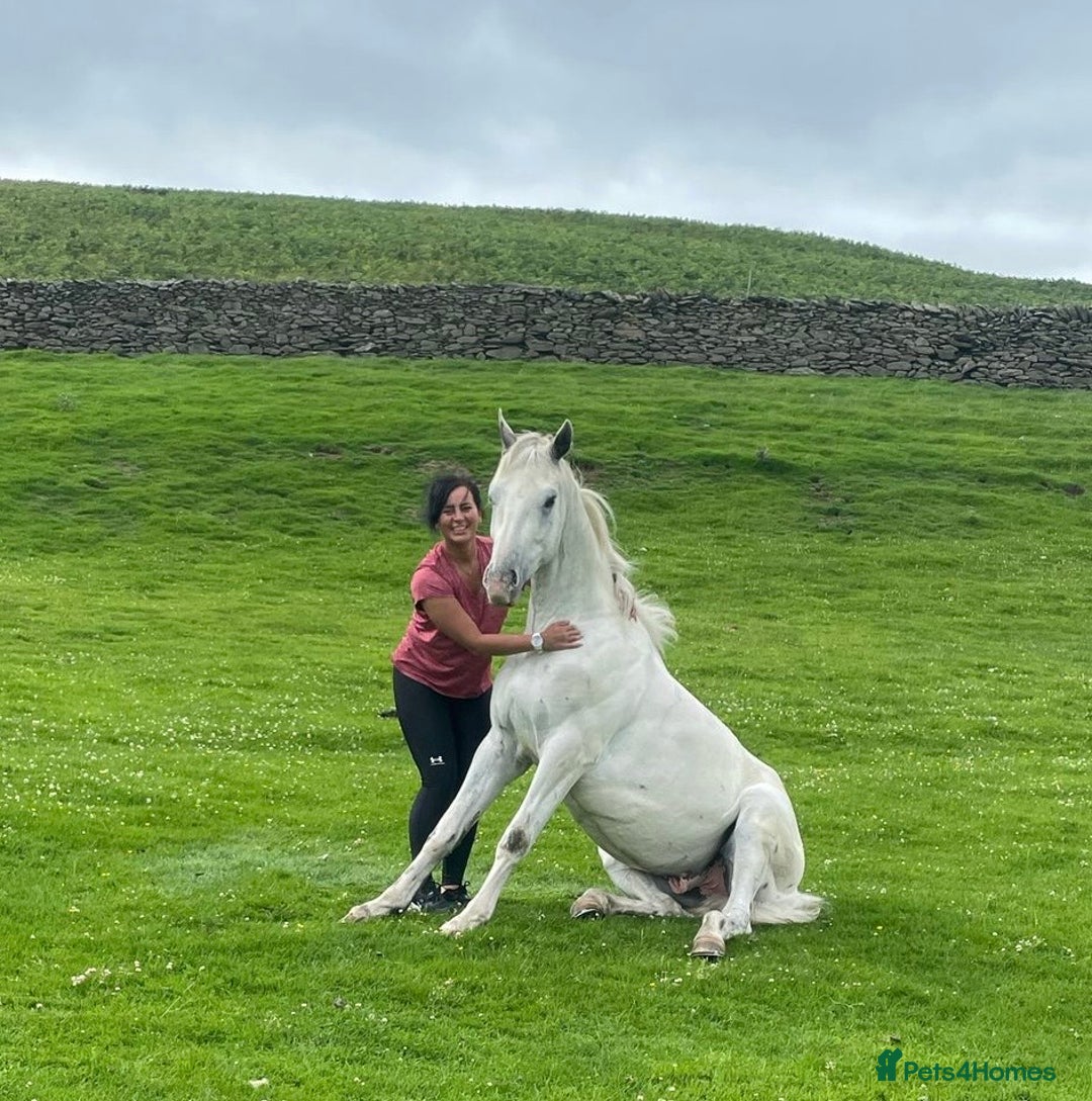 Appaloosa horses for sale: Cosmic Minstrel Gorgeous Gelding Rising 2 May 2026 - Advert 9