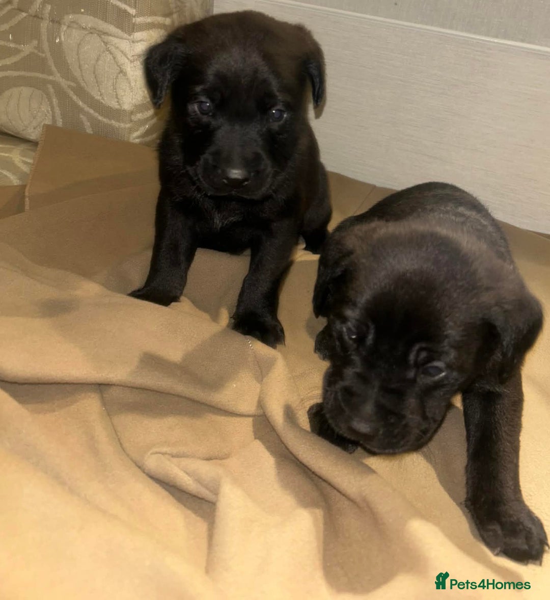 Labrador Retriever dogs for sale: Labrador x Labrador GS - Advert 4