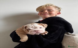 English Bulldog dogs for sale: Stunning litter of coloured Bulldogs home reared - Advert 17