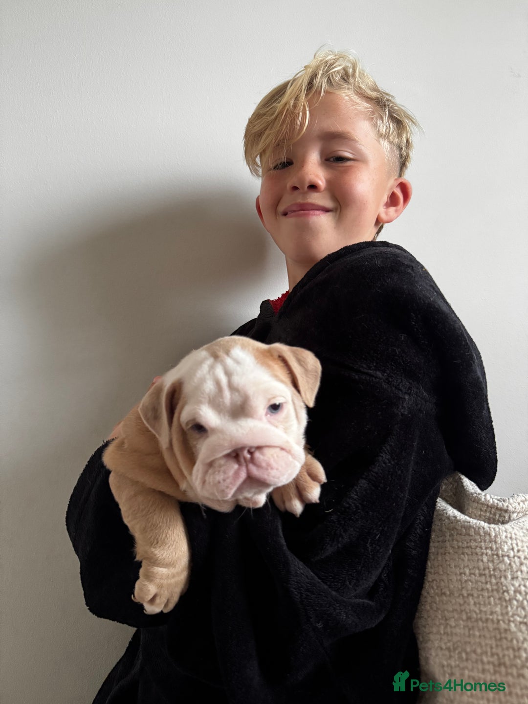 English Bulldog dogs for sale: Stunning litter of coloured Bulldogs home reared - Advert 17