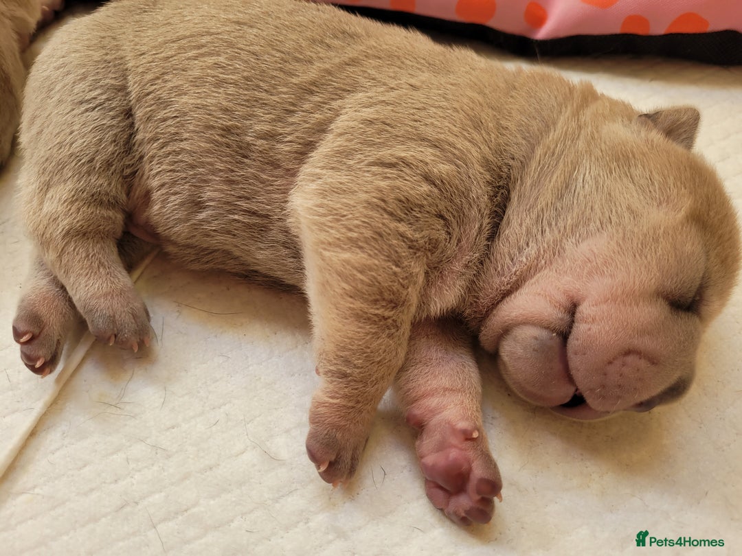 Shar Pei dogs for sale: Shar Pei Puppies - Ready 04/09/25 - Image 29