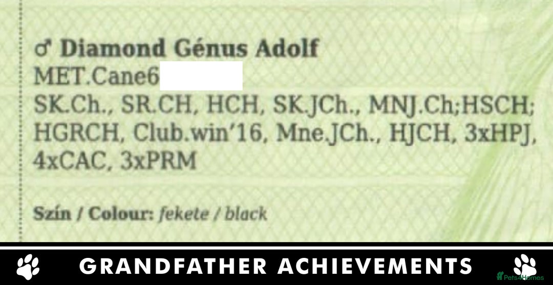 Cane Corso dogs for sale: ⭐️Cane Corso Pups⭐️Pure Championship Genes🏆 - Advert 22