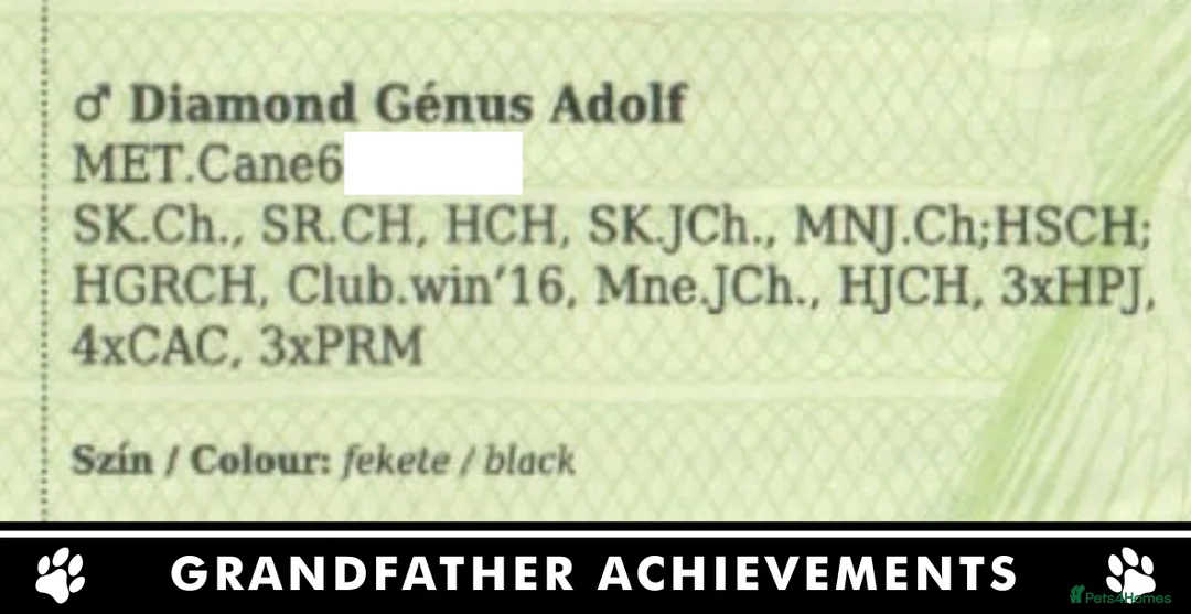 Cane Corso dogs for sale: ⭐️Cane Corso Pups⭐️Pure Championship Genes🏆 - Advert 22