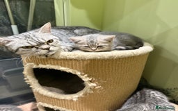 British Shorthair cats for sale: BSH Kitten Bean - Image 2