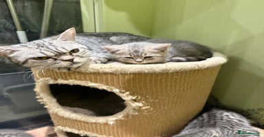 British Shorthair cats - Advert 12