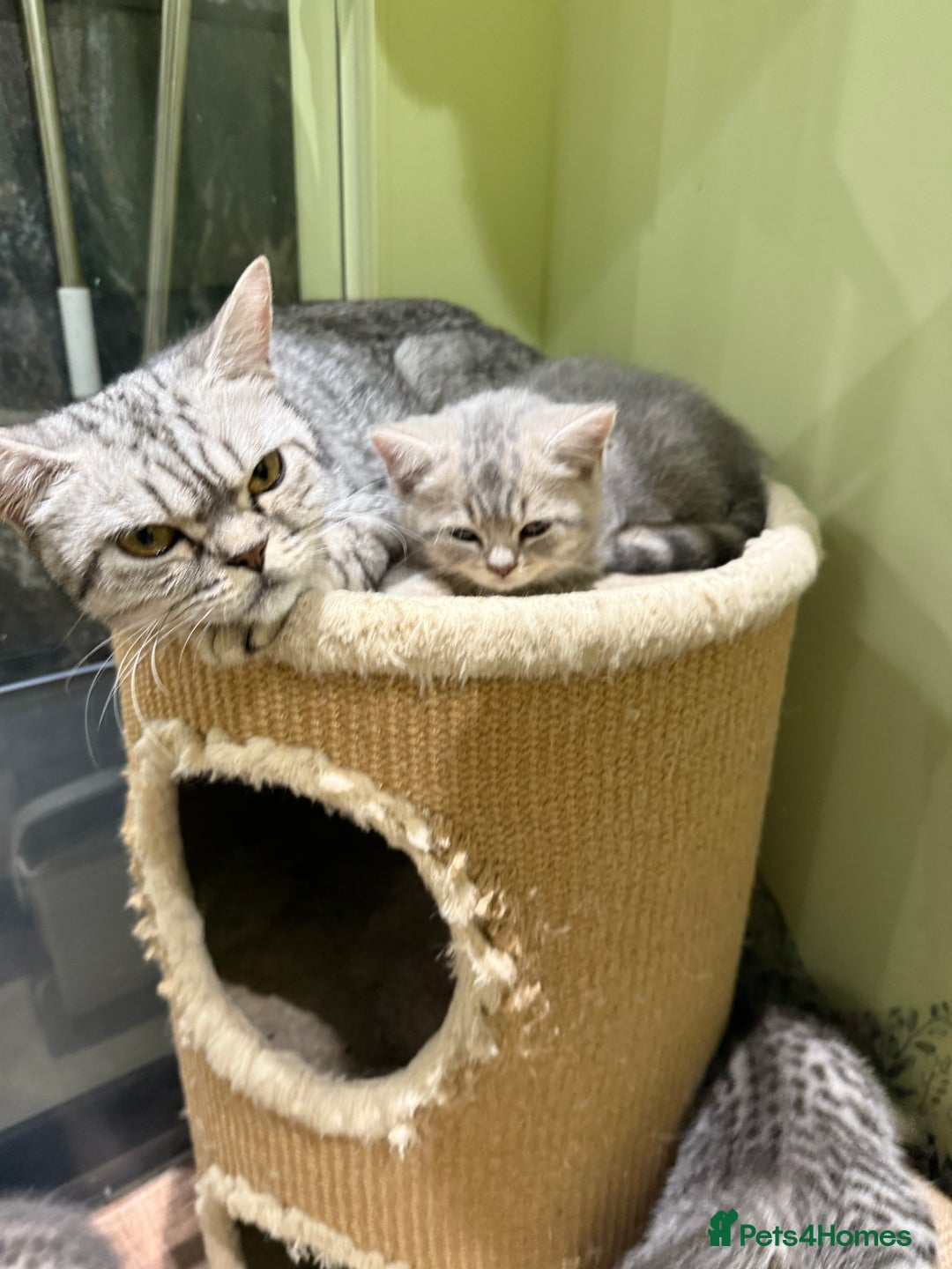 British Shorthair cats for sale: BSH Kitten Bean - Image 2