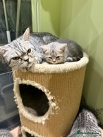 British Shorthair cats - Advert 12
