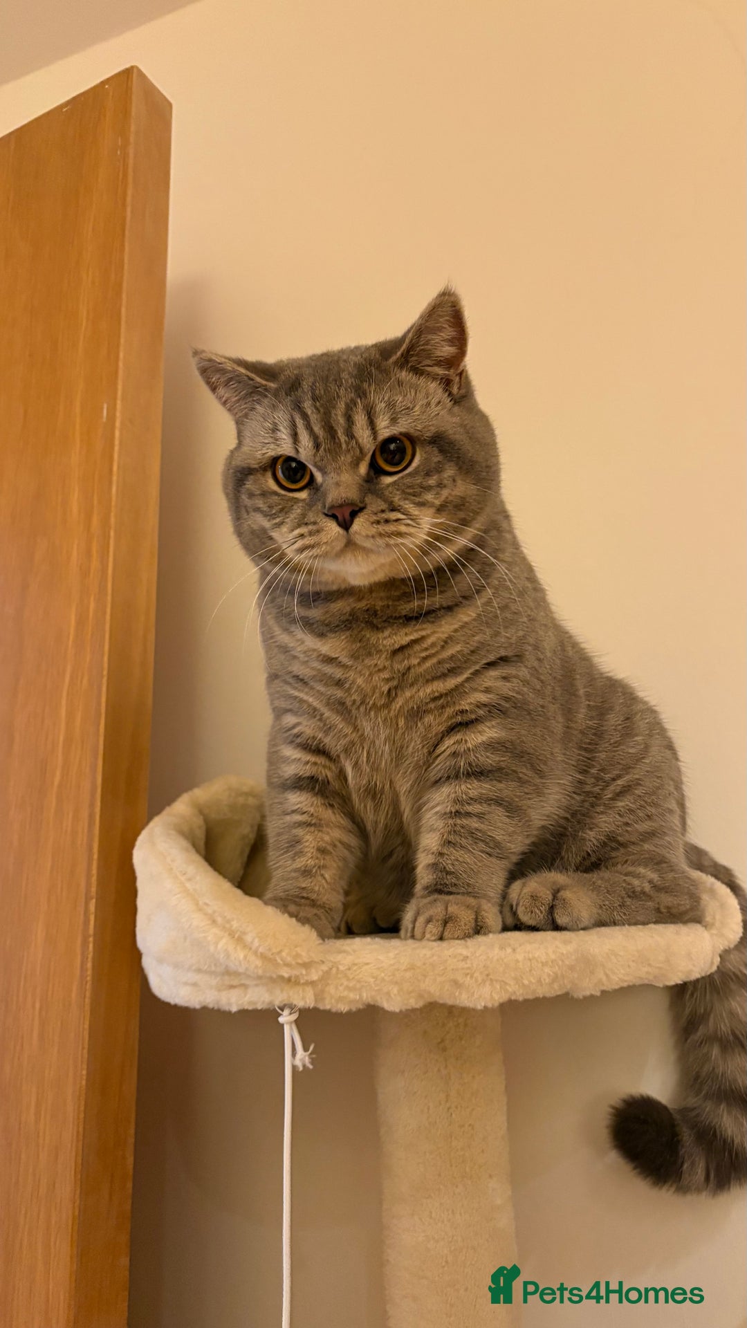 British Shorthair cats for sale: Male BSH 1 Year Old  - Advert 7