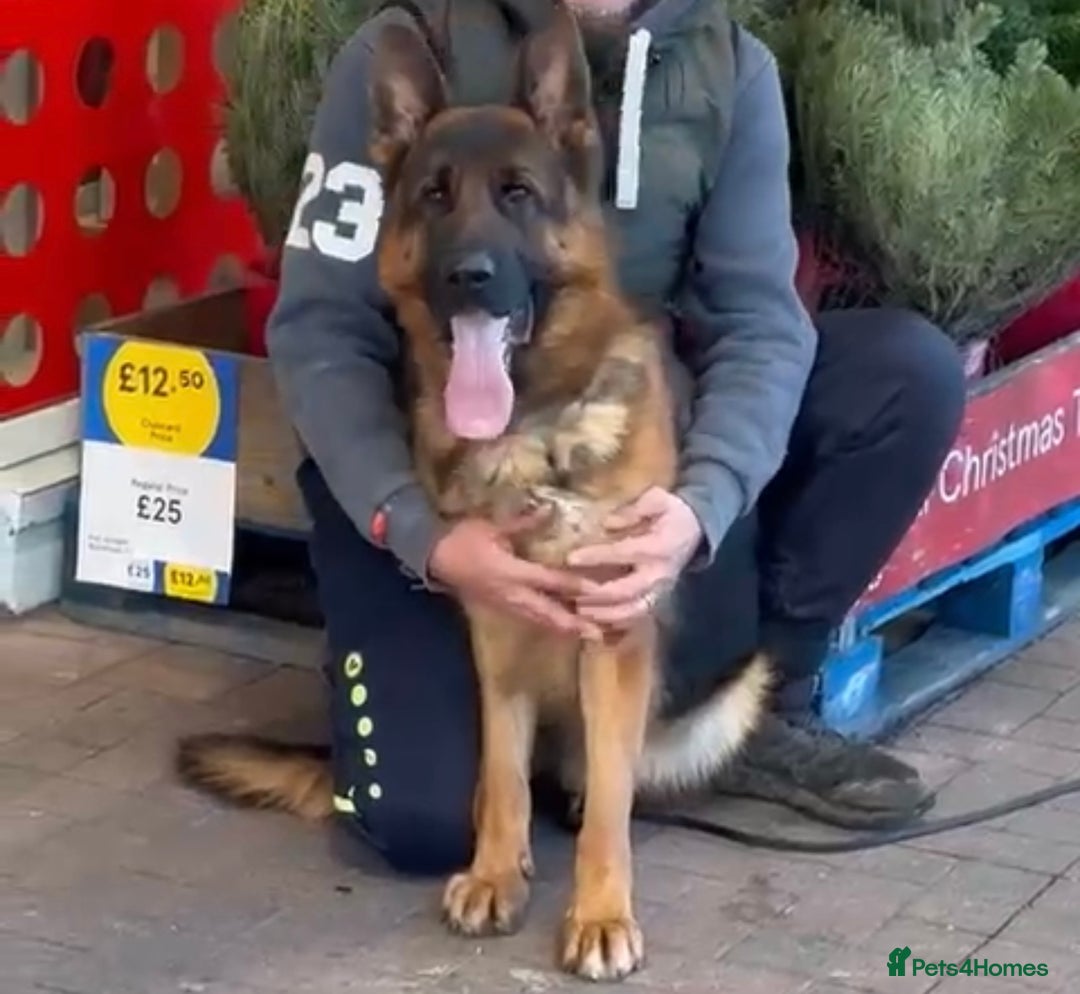 German Shepherd dogs for sale: German Shepherd pups KCRegistered/hip&elbow scored - Image 30