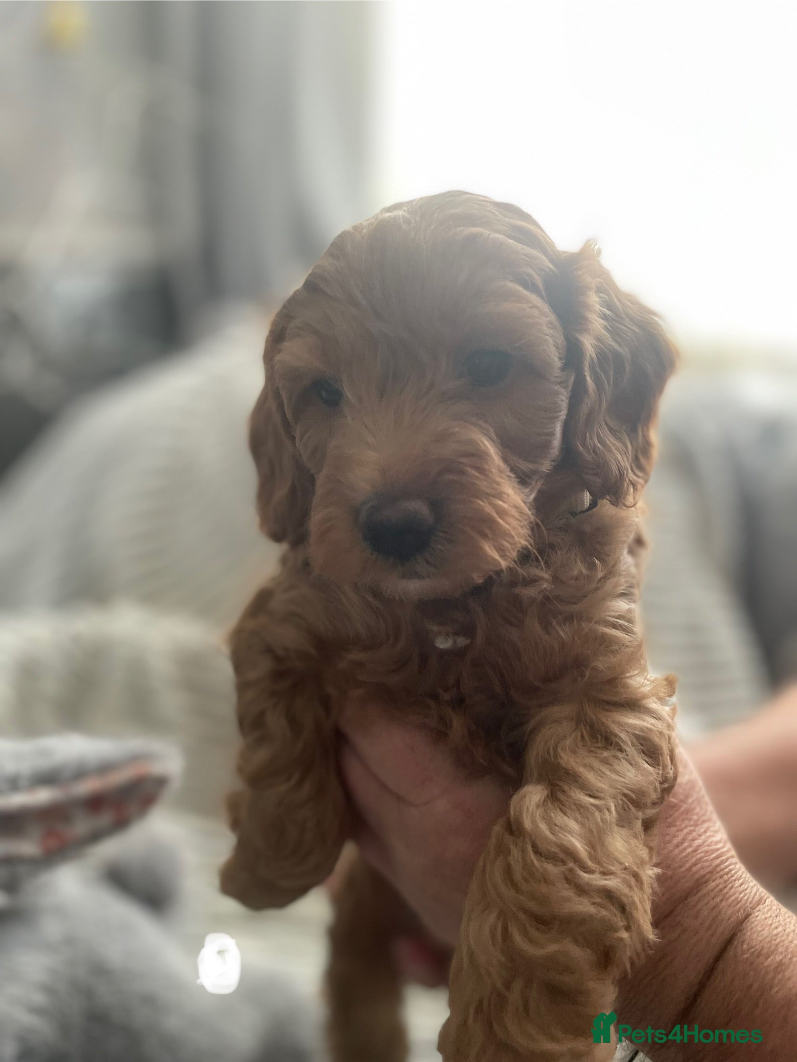 Cockapoo dogs Miniature F1 cockerpoo puppies - Advert 2