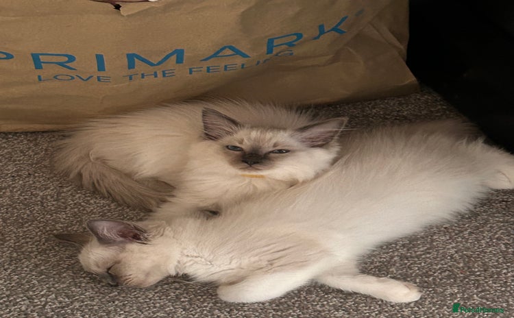 Ragdoll cats - Advert 12