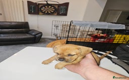 Mixed Breed dogs for sale: Mixed Breed female Puppy - Image 4