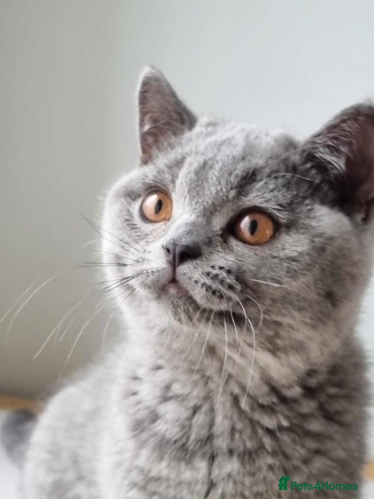 British Shorthair cats Amazing blue British Shorthair boy.  - Advert 11
