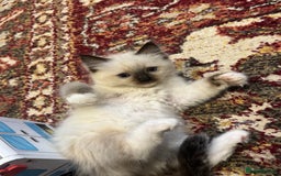 Ragdoll cats for sale: Fluffy pure Ragdoll boys looking for 5 star home  - Image 13