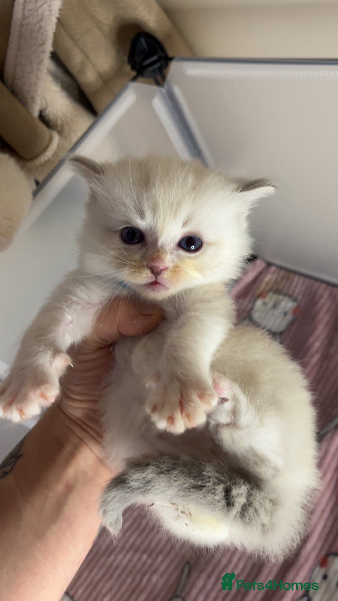 Ragdoll cats for sale: Beautiful pure ragdoll kittens  - Advert 13