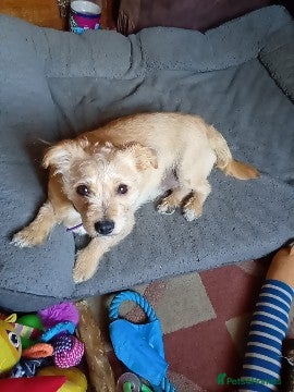 Mixed Breed dogs Jack Russell terrier - Advert 1