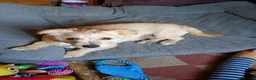 Mixed Breed dogs for sale: Jack Russell terrier - Advert 1