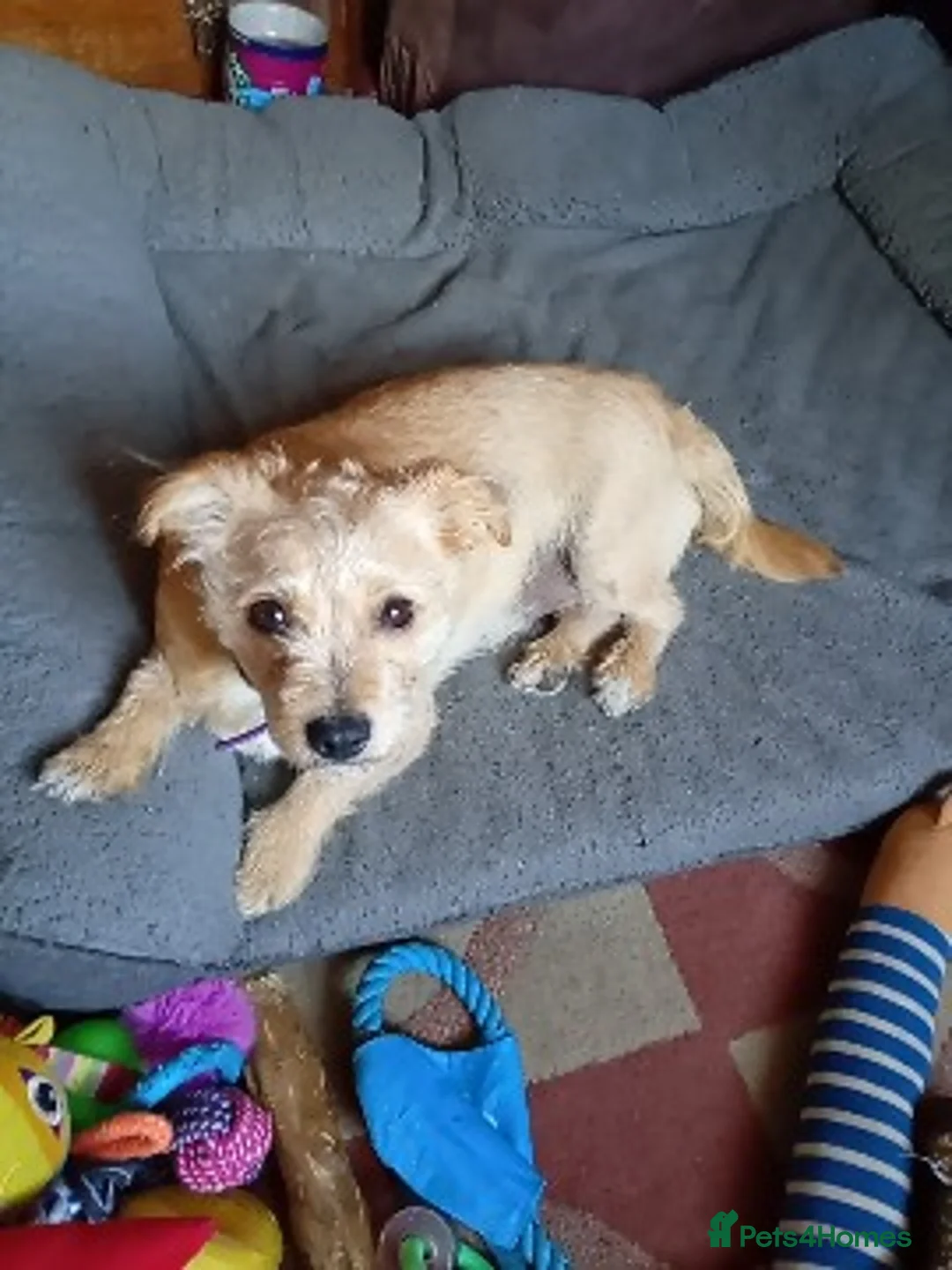 Mixed Breed dogs for sale: Jack Russell terrier - Advert 1