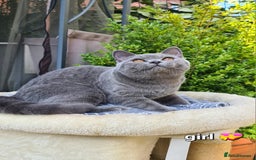 British Shorthair cats for sale: GCCF Lilac,Blue,Bicolor quality BSH kittens  - Image 16