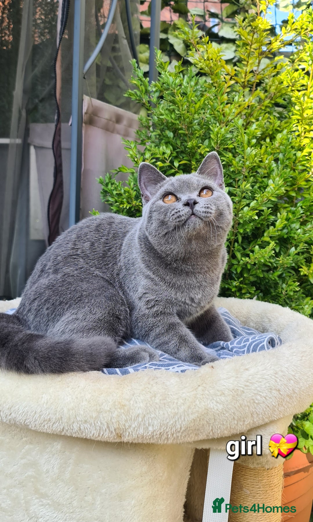 British Shorthair cats for sale: GCCF Lilac,Blue,Bicolor quality BSH kittens  - Image 16