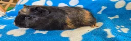Guinea Pig rodents for sale: 3 Beautiful male Guinea Pigs - Advert 5