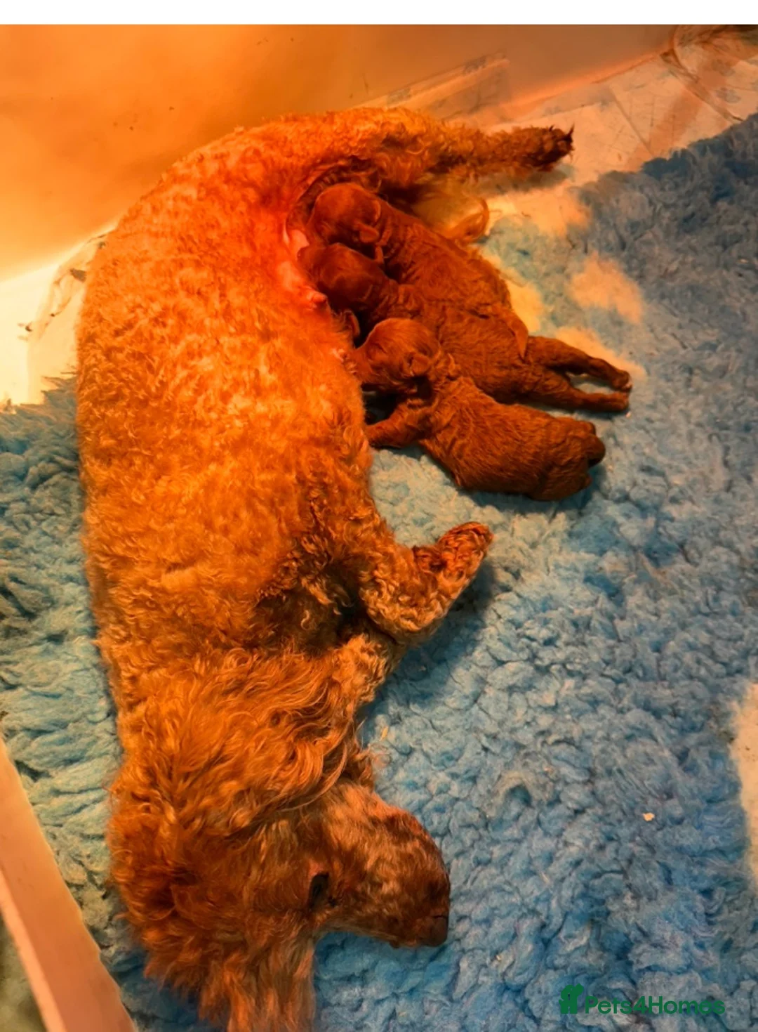 Toy Poodle dogs for sale: 3 wonderful red mini Pure toy Poodle puppies - Advert 5