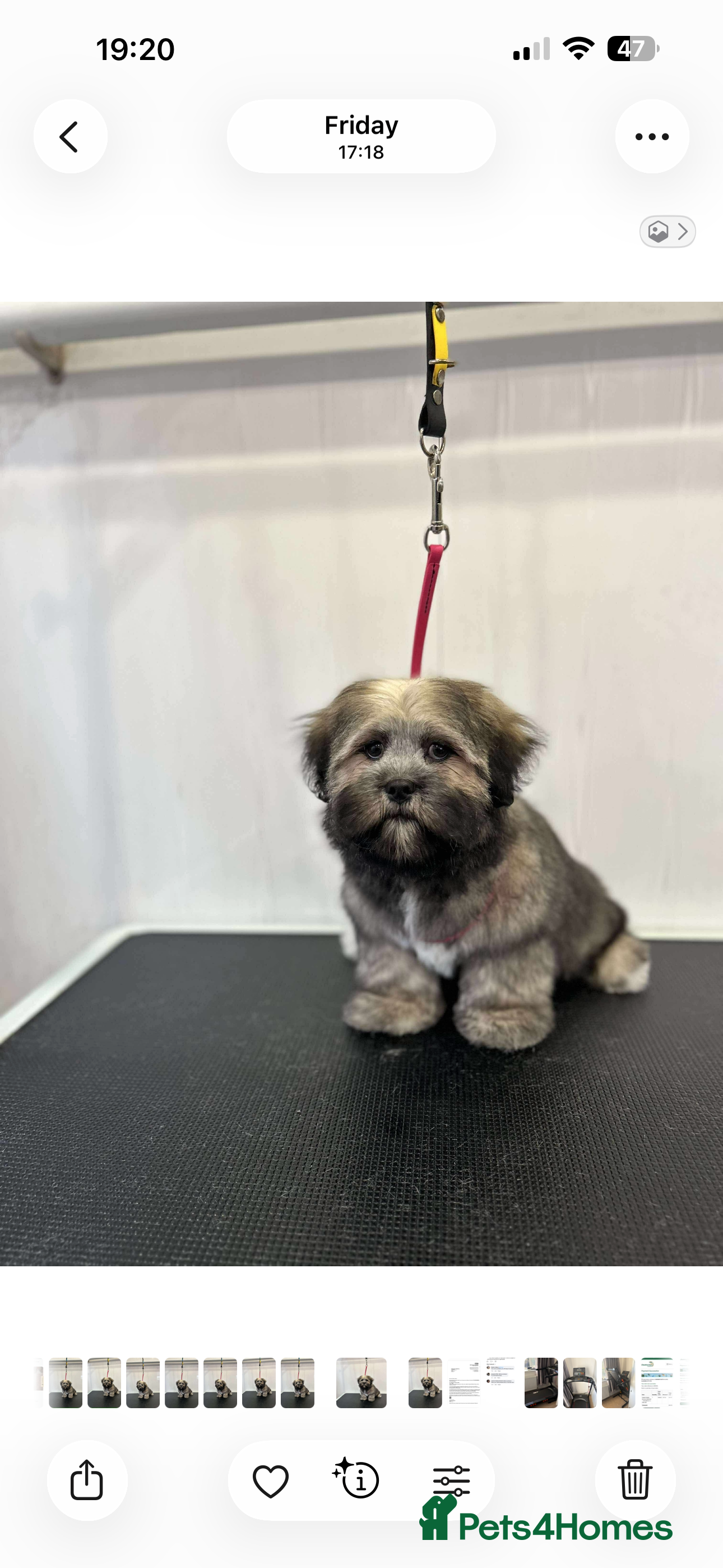 Lhasa Apso dogs Lhasa apso - Advert 11