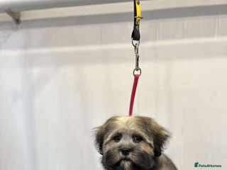 Lhasa Apso dogs Lhasa apso - Advert 3