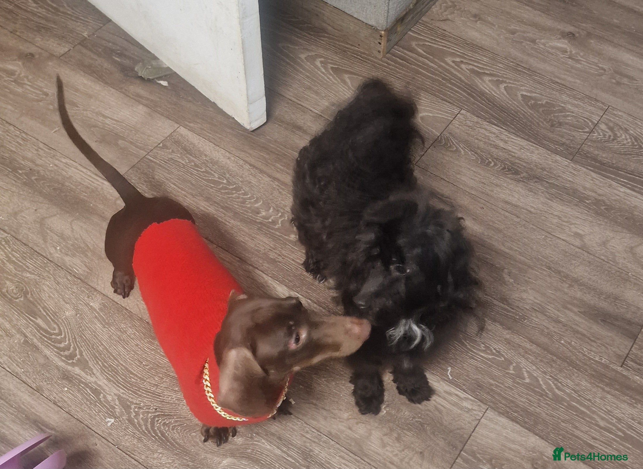 Mixed Breed dogs 2 male dogs for sale - Advert 1