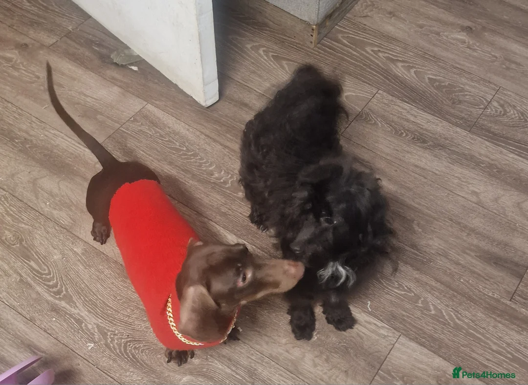 Mixed Breed dogs for sale: 2 male dogs for sale - Advert 1