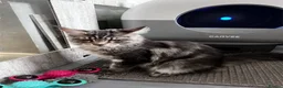 Maine Coon cats for sale: Beautiful Maine coon kittens  - Advert 7