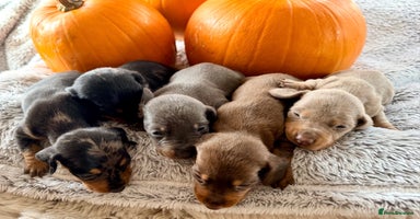 Dachshund dogs - Advert 6