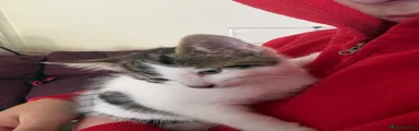 Mixed breed kitten 2