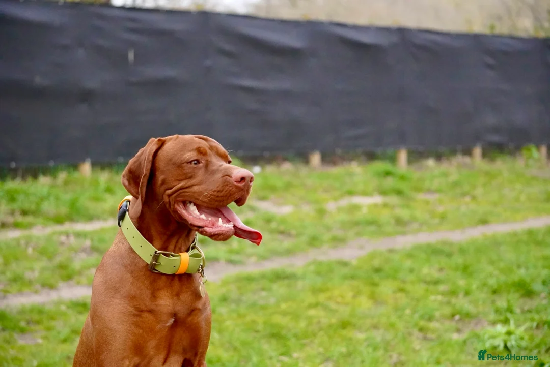 Hungarian Vizsla dogs for stud: Stunning young Vizsla stud - Mr Kipling🍰 (Essex) - Advert 1
