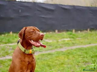 Hungarian Vizsla dogs Stunning young Vizsla stud - Mr Kipling🍰 (Essex) - Advert 1