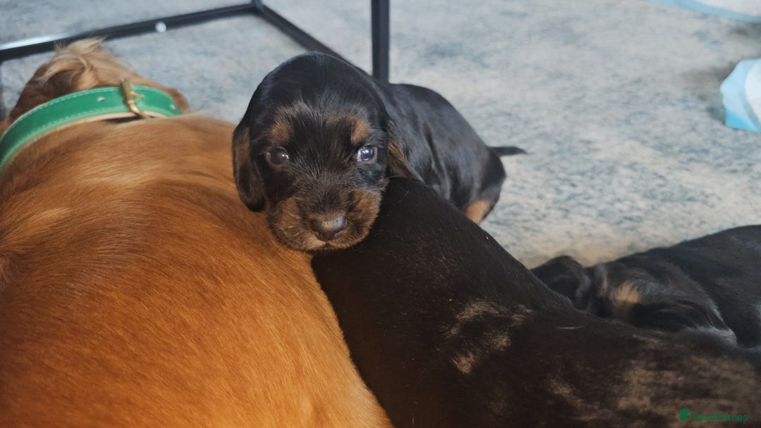 Sprocker dogs for sale: Three gorgeous girls for sale ❤️ - Image 7