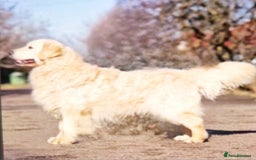 Golden Retriever dogs for sale: Newmiller Retrievers Litter Announcement  - Image 4