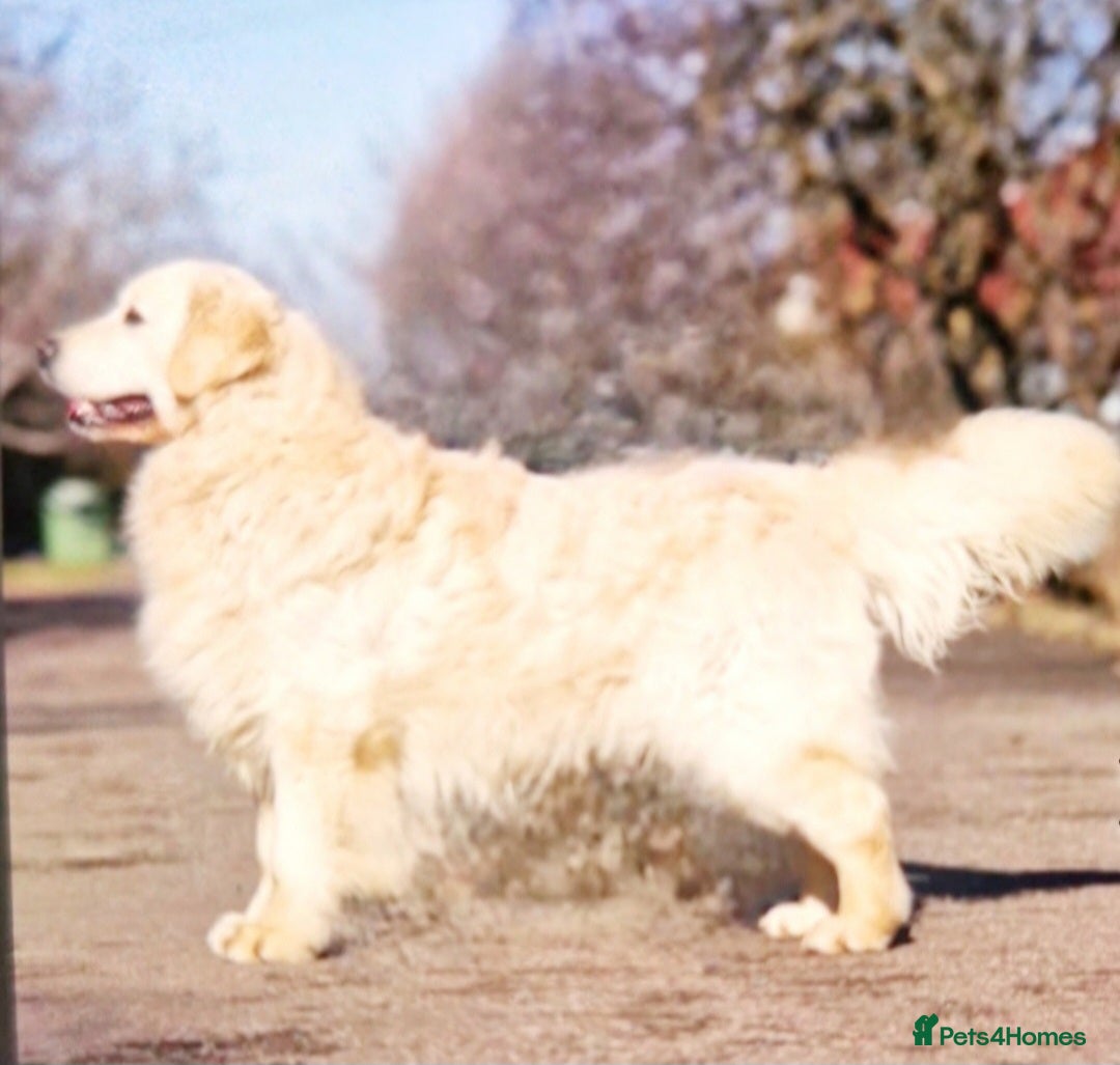 Golden Retriever dogs for sale: Newmiller Retrievers Litter Announcement  - Image 4