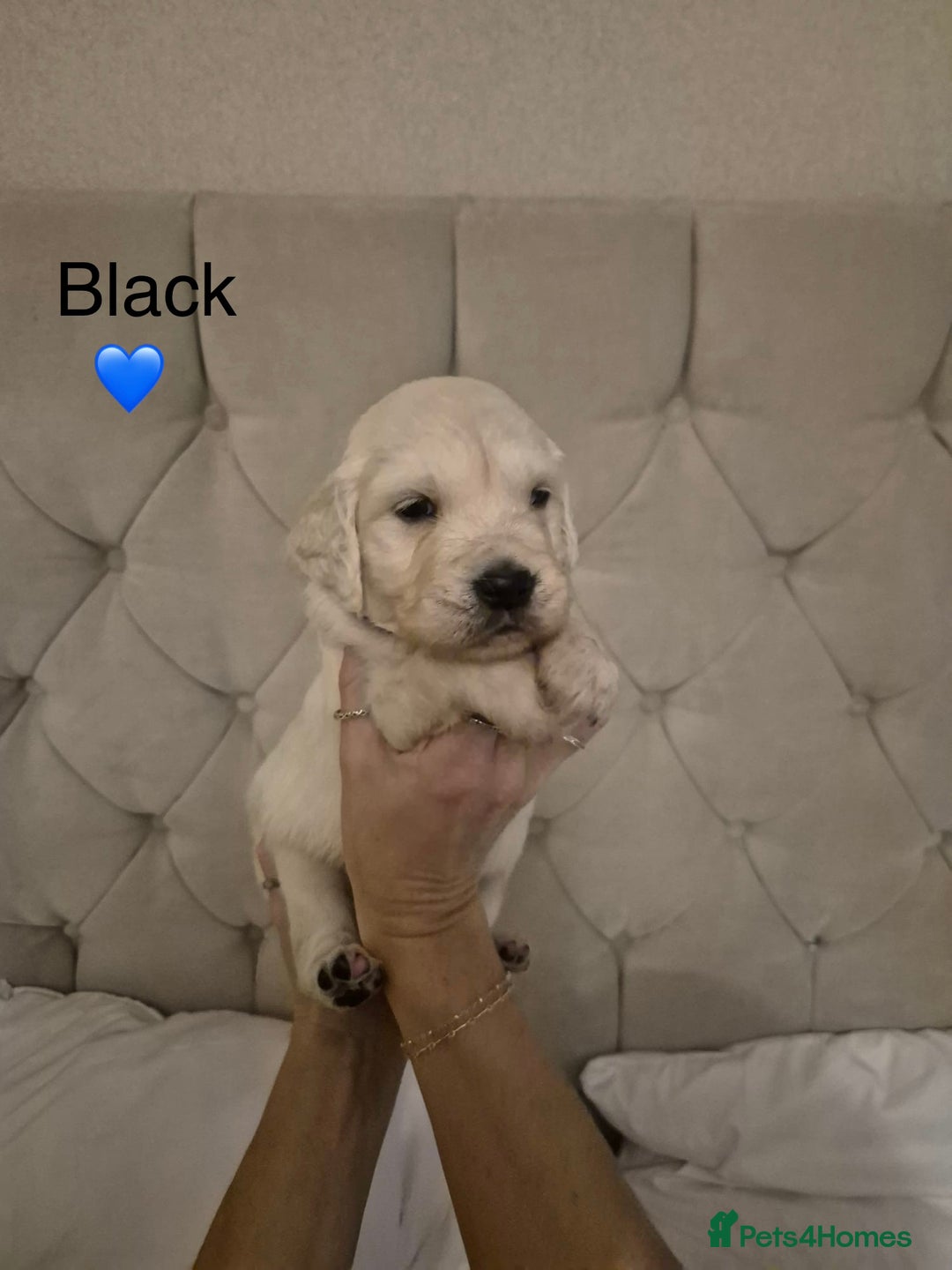 Golden Retriever dogs for sale: Golden Retriever Puppies  - Advert 5