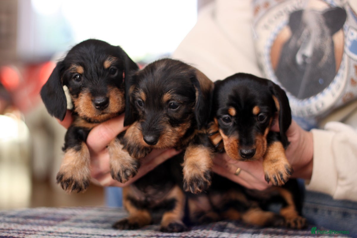 Miniature Dachshund dogs KC reg Miniature Wirehaired Dachshund pups - Advert 1