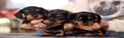 Miniature Dachshund dogs for sale: KC reg Miniature Wirehaired Dachshund pups - Advert 1