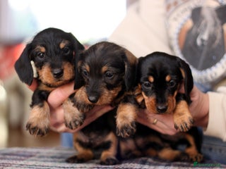 Miniature Dachshund dogs KC reg Miniature Wirehaired Dachshund pups - Advert 1