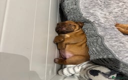 Dogue De Bordeaux dogs for sale: Stunning Quality Dogue de Bordeaux Puppies - Image 2