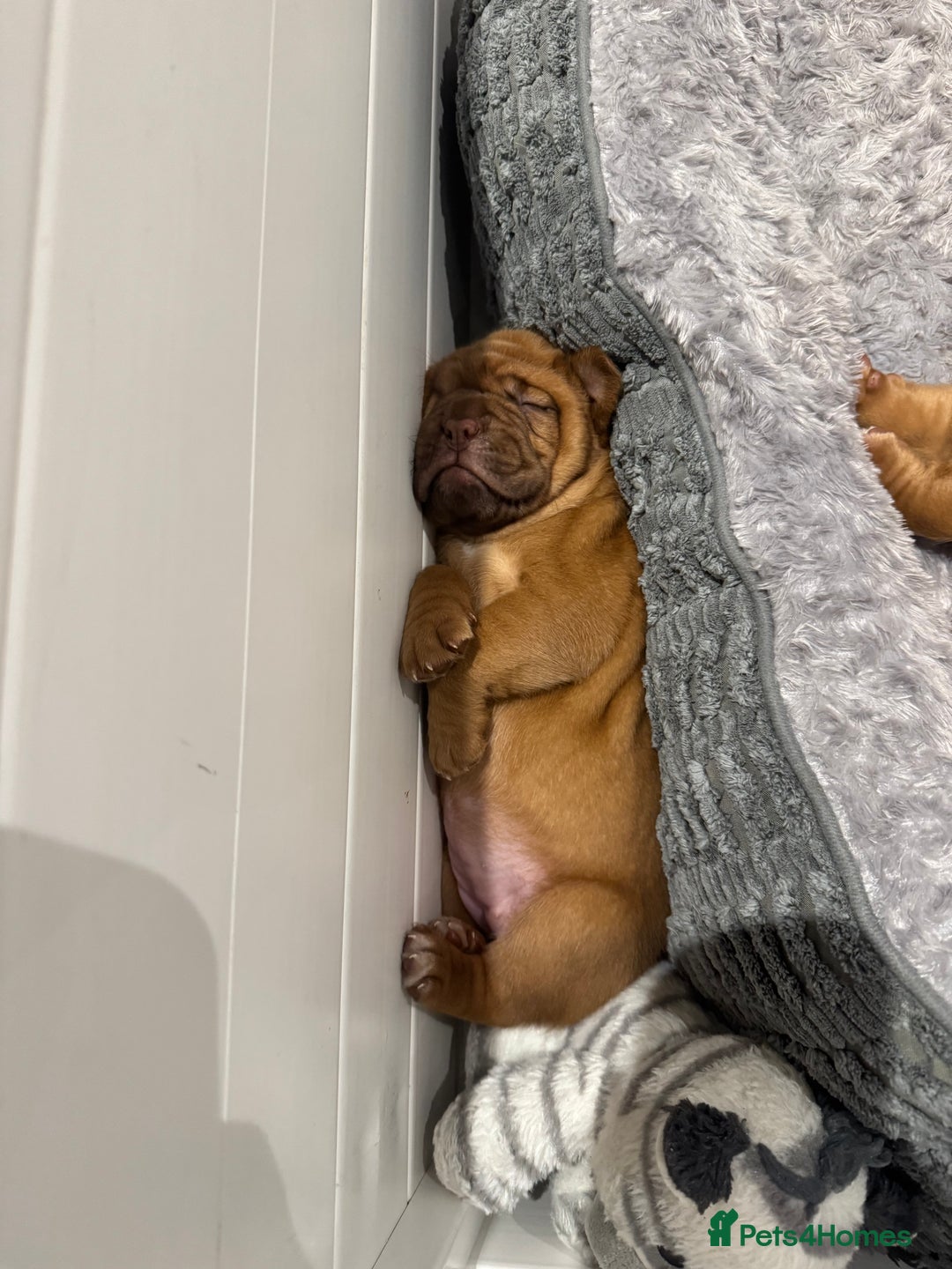 Dogue De Bordeaux dogs for sale: Stunning Quality Dogue de Bordeaux Puppies - Image 2