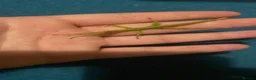 Mixed Breed invertebrates for sale: Mantis, millipedes , isopods , stick insects/eggs - Advert 5