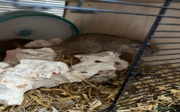 Gerbil rodents for sale: 2 male gerbils with cage and accesories - Advert 3