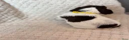 English Springer Spaniel dogs for sale: Springer Spaniel Puppies for Sale –  - Advert 4
