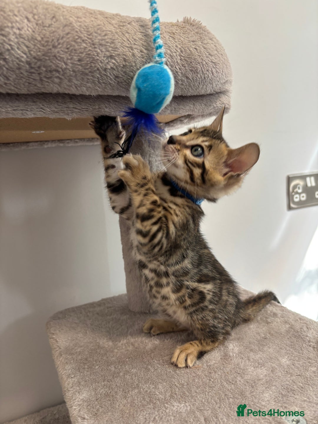Bengal cats for sale: Silver Charcoal and Brown rosetted Bengal kittens  - Image 15
